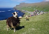 1920px-Faroese_sheep_Sumba_1