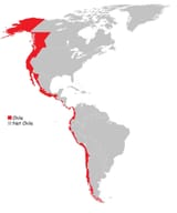 chile