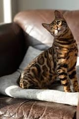 images (20)