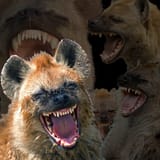 laughing
