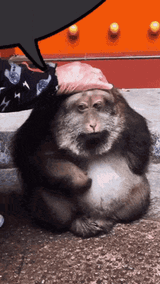 xinging-xinging-monkey