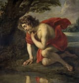 cossiers-narcissus