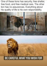 freedom vs security lions