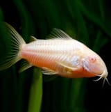 Albino cory