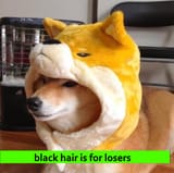 turbodoge