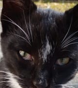kittyo