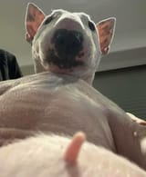 dog takes selfie nipple