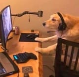 dog at hand