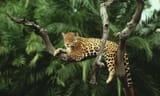 The Jaguar