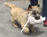 Terrier