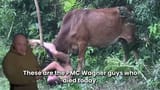 wagner cow