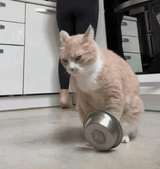 cat-funny