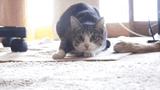 cat-pet