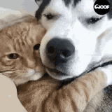 cats-dogs
