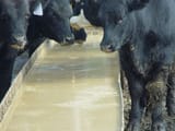 Slop.Cow_.9-29-2011