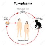 63923764-lifecycle-von-toxoplasma-gondii-der-lebenszyklus-des-parasiten-beginnt-im-inneren-der-katze-übertrag