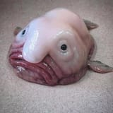 blob