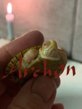 archon 