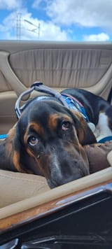 Rufus