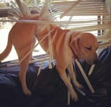 dogblinds