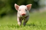piglet_secondary
