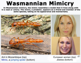 Wasmannian Mimicry European Woman White Jewess Ant Mozambique Meme