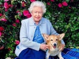 queen elizabeth dog 2