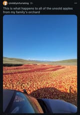 apple farm