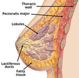 Internal-Structure-of-the-Breast
