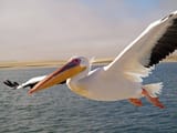 Pelikan