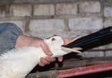 Foie gras force feeding