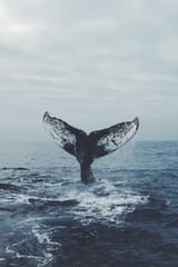 whale