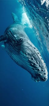 whalse2