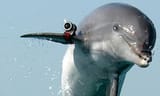 RUSKI-DELFIN