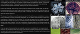 naturalcomplexity