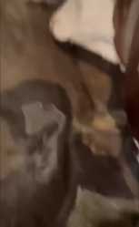 1741179199945054_thumb.jpg