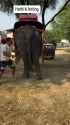 Elephant food_thumb.jpg