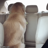 dogsmile