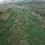 foresting Iceland