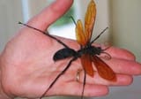 tarantula hawk