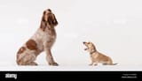 small-dog-barking-at-bigger-dog-D4DE66