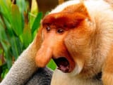 Long-nosed-monkey1-670x507