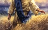 the_harvest