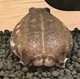 1742733073554609