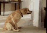 dog-walking
