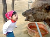 girl yelling at a camel