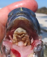 tongue-eating-louse-tongue