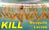mosquito larvae