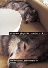 wolf nook