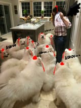 awoo realistic and feisty